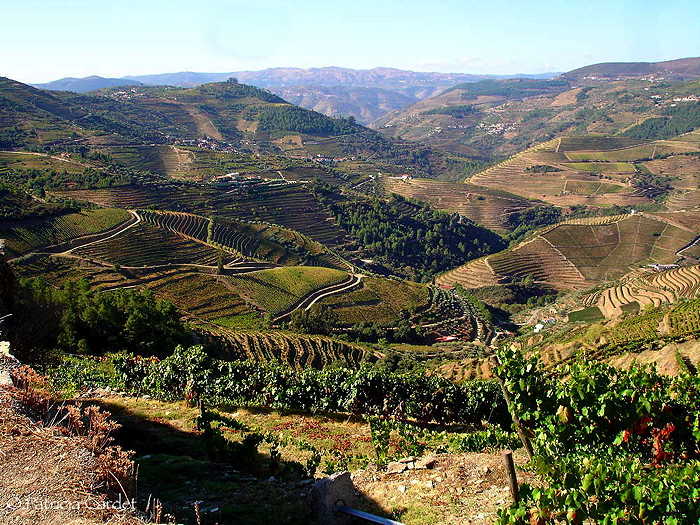 Douro, vineyards - © Photo: Patricia Cardet