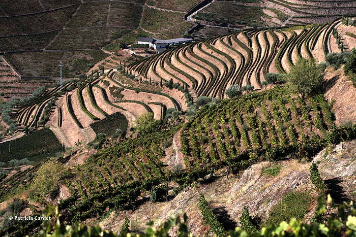 Douro, vineyards - © Photo: Patricia Cardet