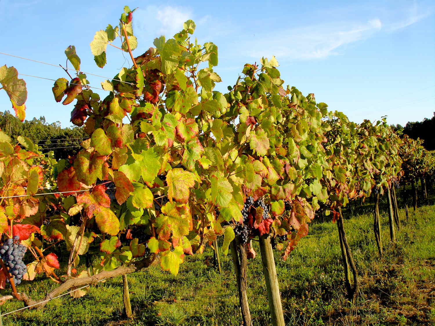 Palmeira de Faro - Copyright: Patricia Cardet